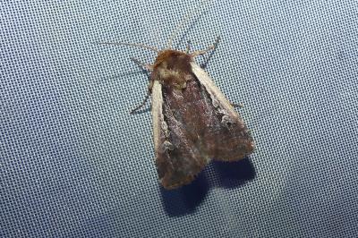 <i>Ochropleura plecta</i>