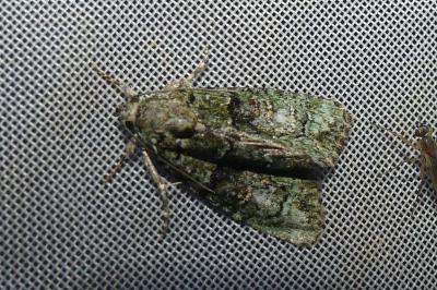 <i>Cryphia algae</i>