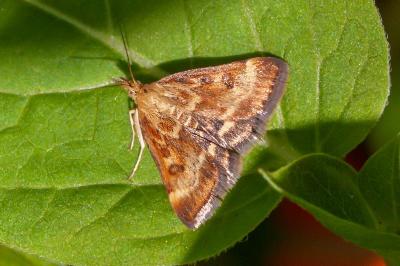 <i>Pyrausta despicata</i>