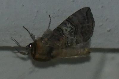 <i>Tethea ocularis</i>