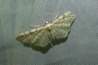 <i>Idaea fuscovenosa</i>