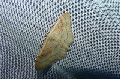 <i>Idaea rubraria</i>