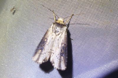 <i>Axylia putris</i>