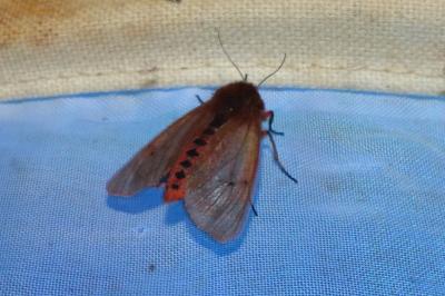 <i>Phragmatobia fuliginosa</i>