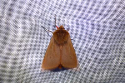 <i>Phragmatobia fuliginosa</i>
