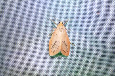 <i>Miltochrista miniata</i>