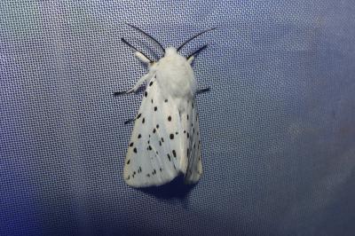 <i>Spilosoma lubricipeda</i>