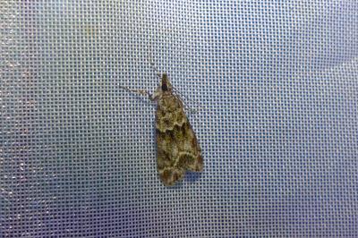 <i>Eudonia mercurella</i>