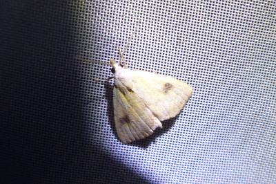 <i>Rivula sericealis</i>