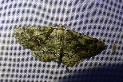 <i>Cleorodes lichenaria</i>