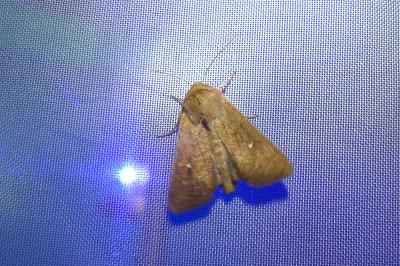 <i>Mythimna albipuncta</i>