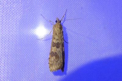 <i>Nomophila noctuella</i>