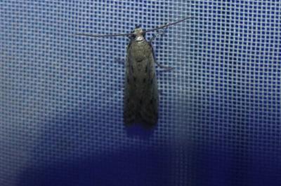 <i>Phycitodes</i>