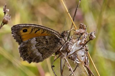 <i>Arethusana arethusa</i>