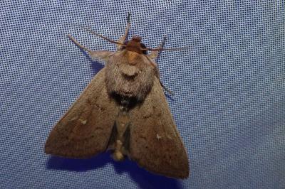 <i>Mythimna ferrago</i>