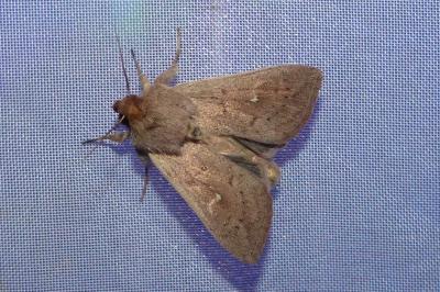 <i>Mythimna ferrago</i>