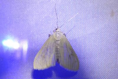<i>Sitochroa palealis</i>