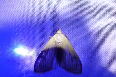 <i>Sitochroa palealis</i>