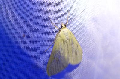 <i>Sitochroa palealis</i>
