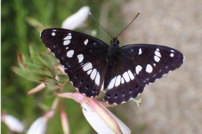 <i>Limenitis reducta</i>