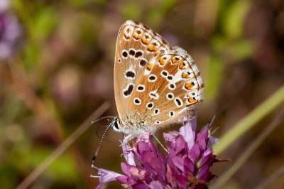 <i>Lysandra bellargus</i>