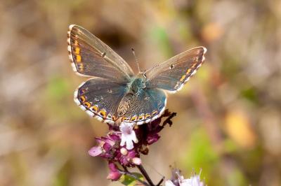 <i>Lysandra bellargus</i>