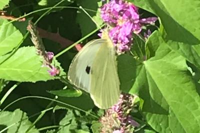 <i>Pieris brassicae</i>