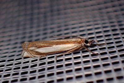 <i>Crambus pascuella</i>