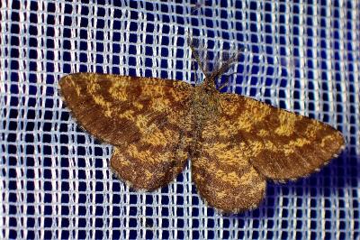 <i>Ematurga atomaria</i>