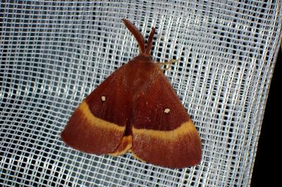 <i>Lasiocampa quercus</i>
