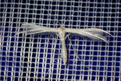 <i>Pterophorus pentadactylus</i>