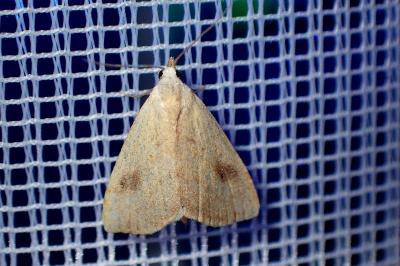<i>Rivula sericealis</i>
