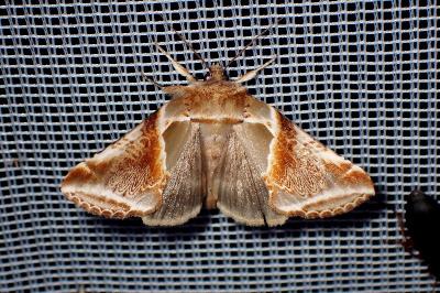 <i>Habrosyne pyritoides</i>