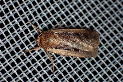 <i>Ochropleura plecta</i>