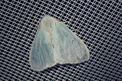 <i>Arctornis l-nigrum</i>