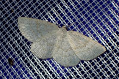 <i>Cabera exanthemata</i>