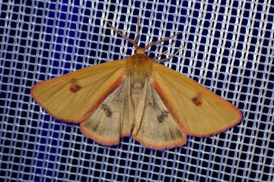 <i>Diacrisia sannio</i>