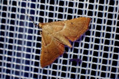 <i>Endotricha flammealis</i>