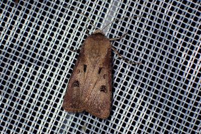 <i>Agrotis exclamationis</i>