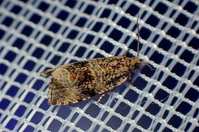 <i>Celypha lacunana</i>