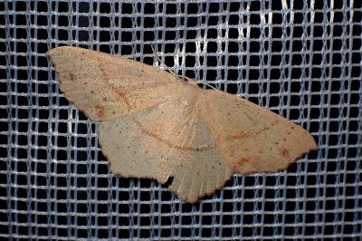 <i>Cyclophora punctaria</i>
