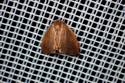 <i>Heterogenea asella</i>