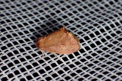 <i>Heterogenea asella</i>