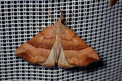 <i>Hypena proboscidalis</i>