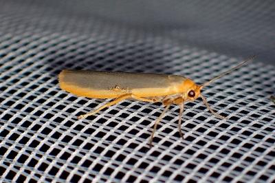 <i>Manulea complana</i>
