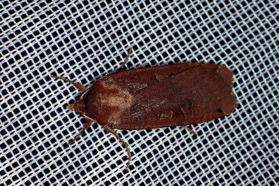 <i>Noctua pronuba</i>