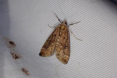 <i>Parapoynx stratiotata</i>