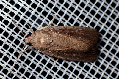 <i>Proxenus hospes</i>