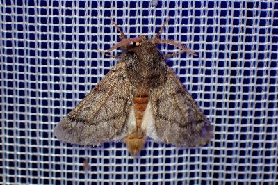 <i>Thaumetopoea pityocampa</i>