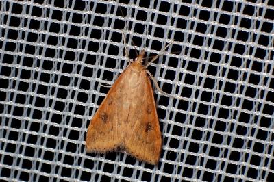 <i>Udea ferrugalis</i>